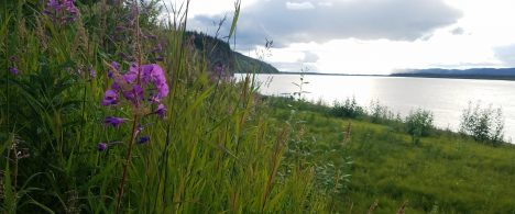 Yukon river with green grass and purple flower in foreground